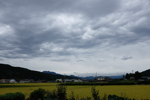 轍米コシヒカリ　刈り取り間近