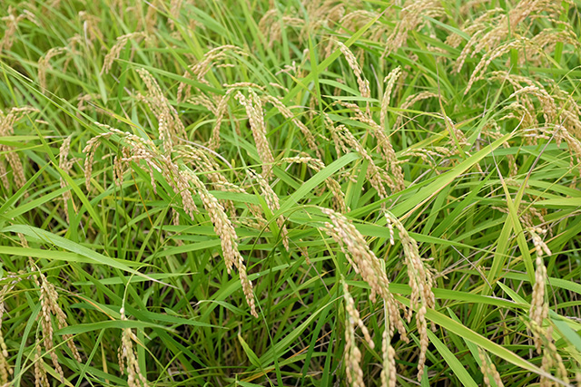 轍米コシヒカリ　刈り取り間近となりました