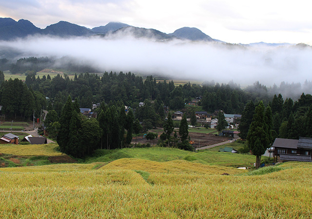 Specially cultivated Koshihikari Brand Rice Grown By Wadachi WADACHI